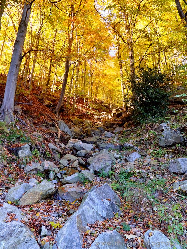 Rosazza (Biella) - Tonalità dorate del bosco autunnale lungo il sentiero per le Selle